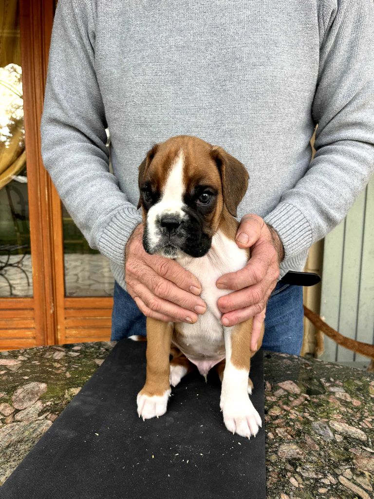 De la Croix de Cazeneuve - Chiot disponible  - Boxer