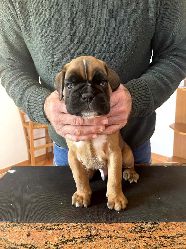 De la Croix de Cazeneuve - Chiot disponible  - Boxer