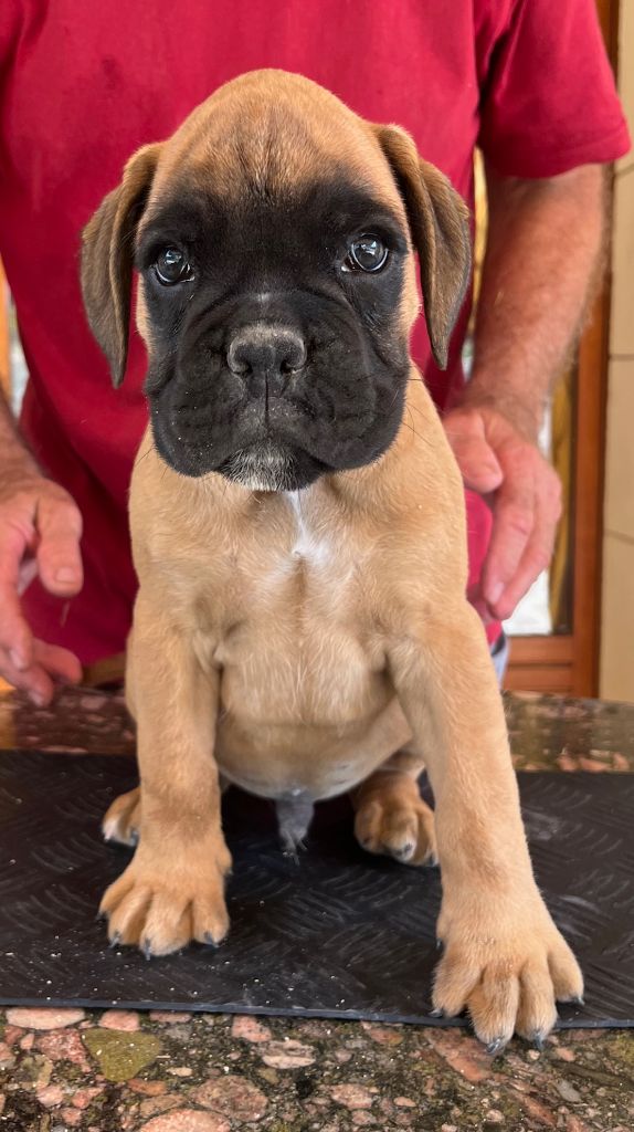 De la Croix de Cazeneuve - Chiot disponible  - Boxer