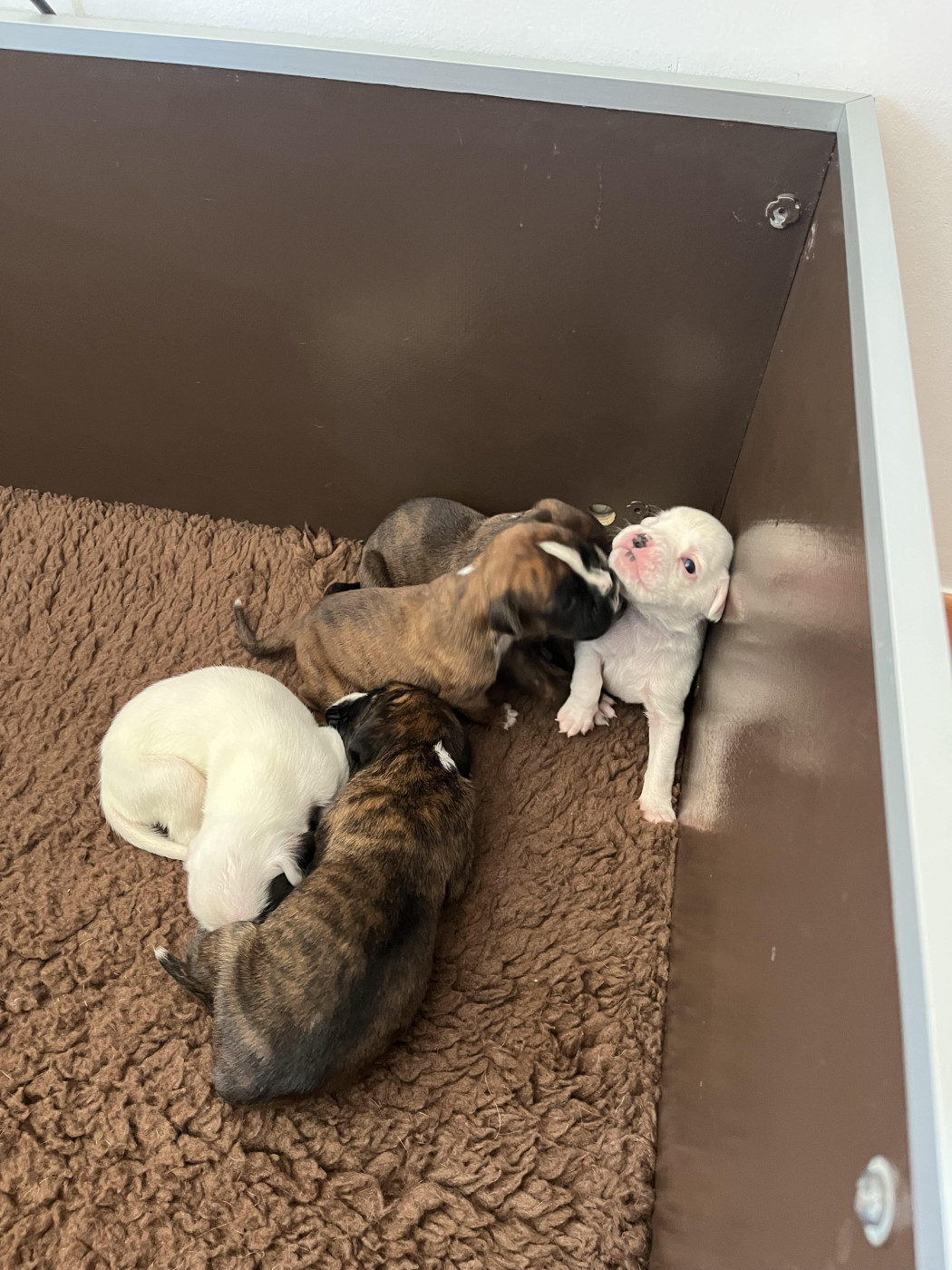 Chiot Boxer De la Croix de Cazeneuve