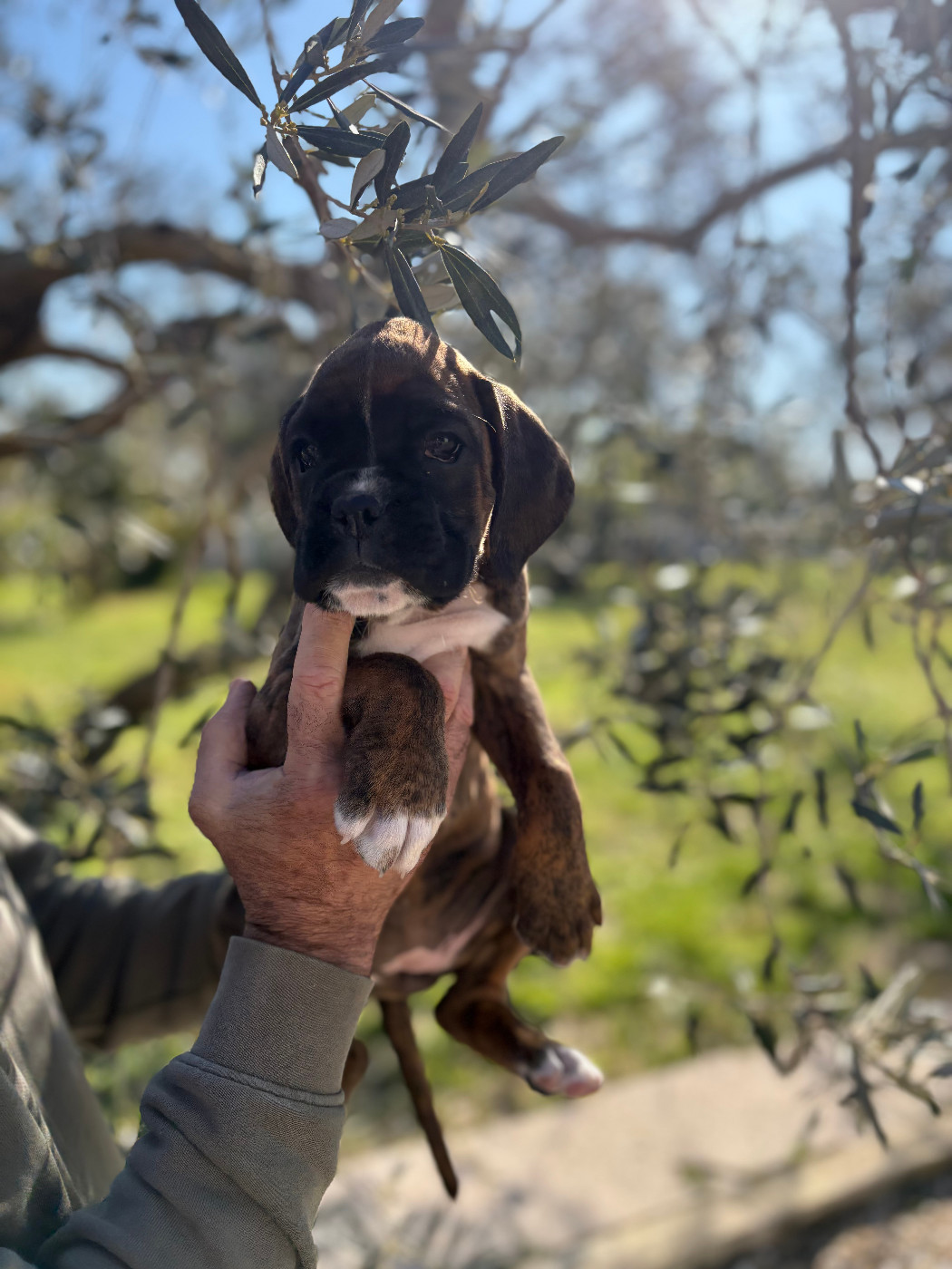 De la Croix de Cazeneuve - Chiots disponibles - Boxer