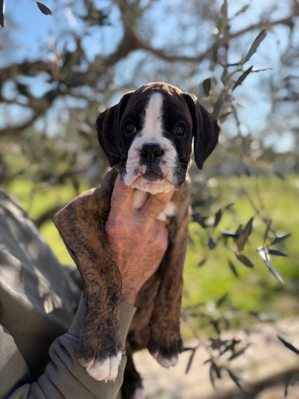De la Croix de Cazeneuve - Chiots disponibles - Boxer