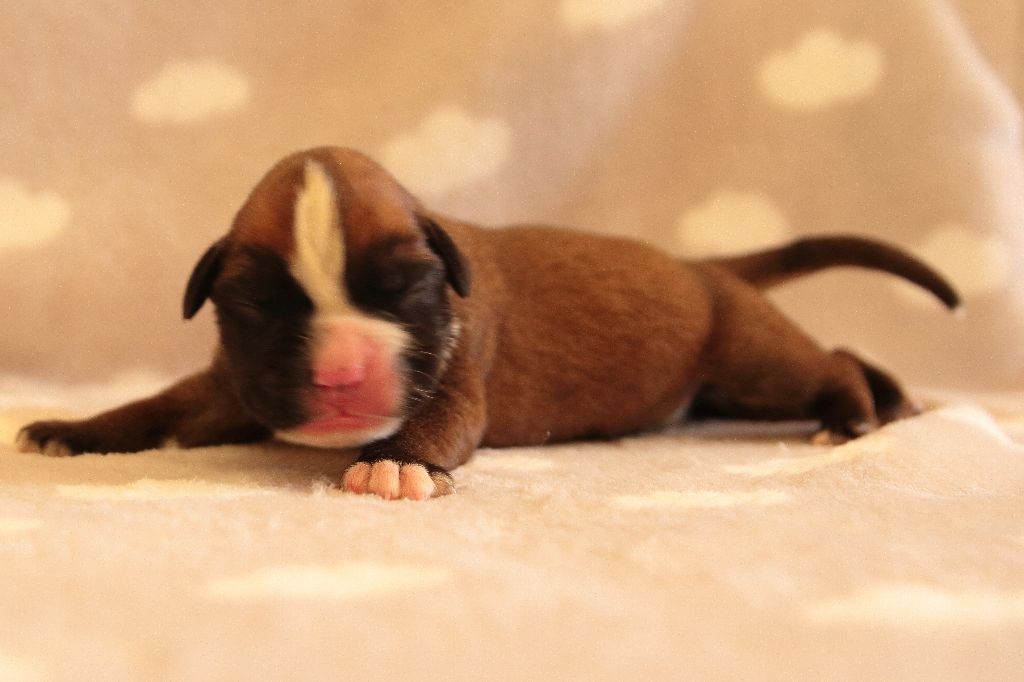 De la Croix de Cazeneuve - Chiots disponibles - Boxer