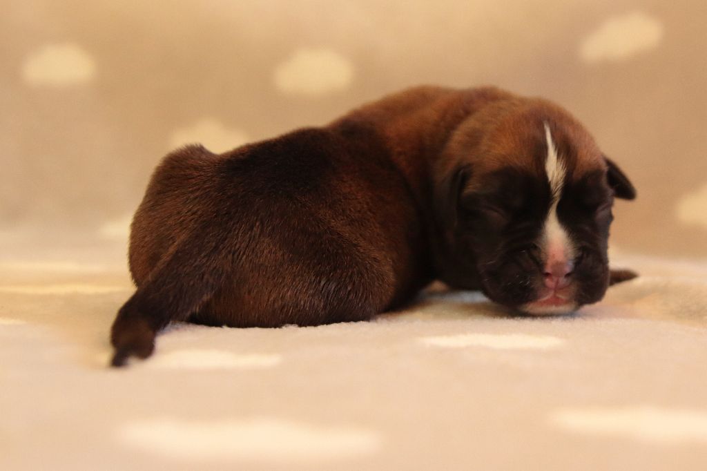 De la Croix de Cazeneuve - Chiots disponibles - Boxer