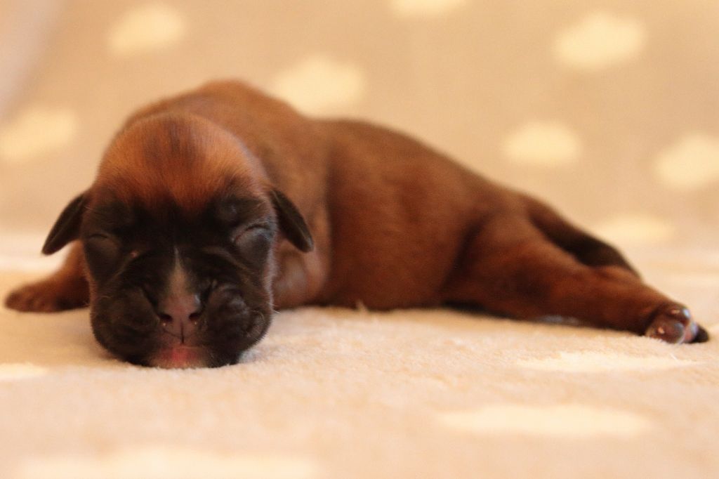 De la Croix de Cazeneuve - Chiots disponibles - Boxer