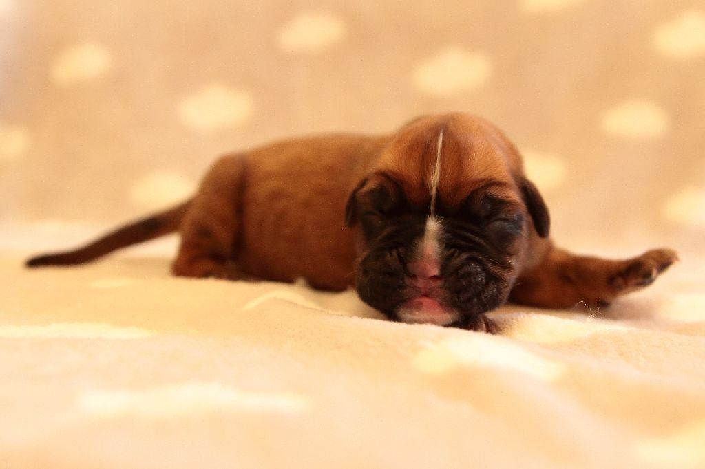 De la Croix de Cazeneuve - Chiots disponibles - Boxer