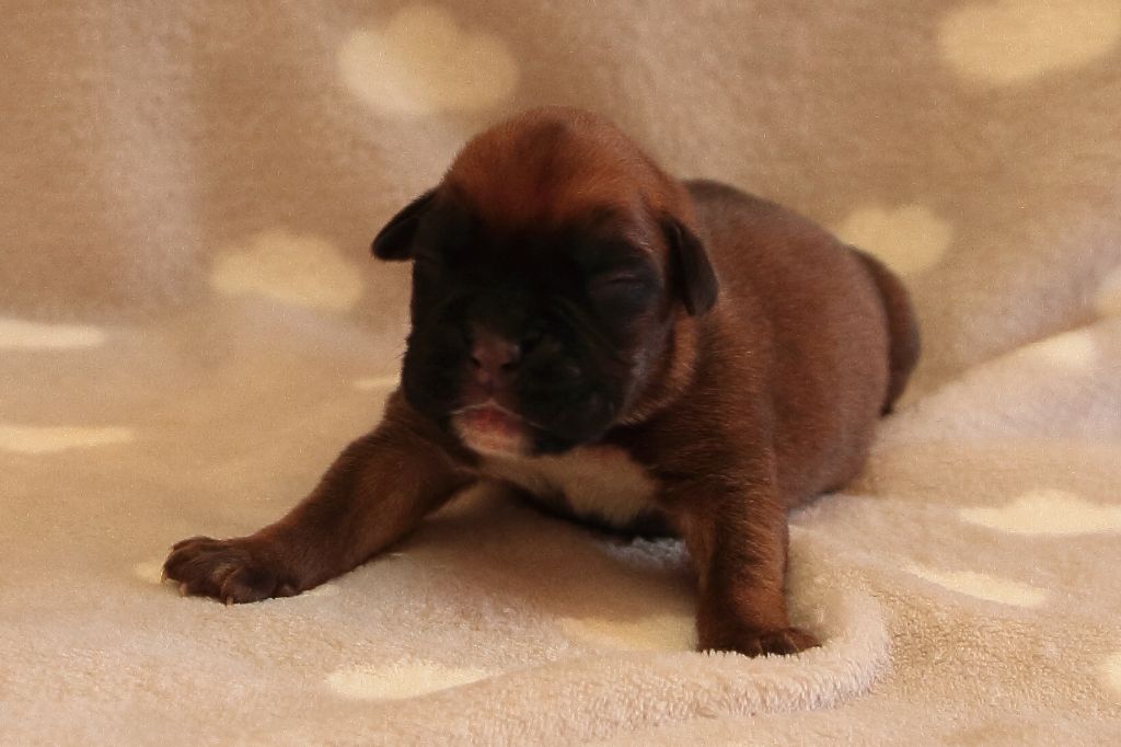 De la Croix de Cazeneuve - Chiots disponibles - Boxer