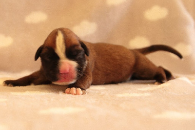 CHIOT 8