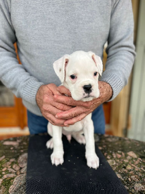 CHIOT MÂLE BLANC