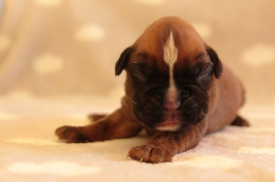 CHIOT 1