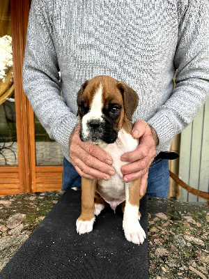 CHIOT MÂLE 1