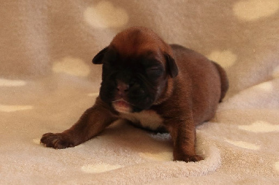 CHIOT 7