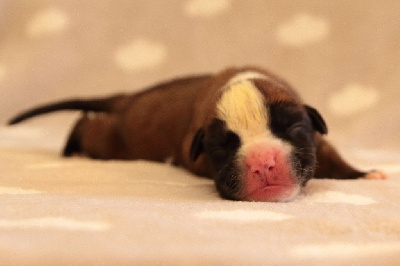 CHIOT 10
