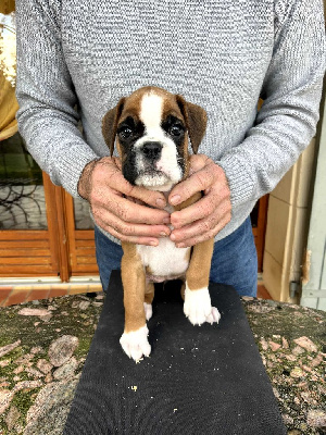 CHIOT FEMELLE 1