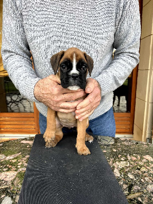 CHIOT FEMELLE 2