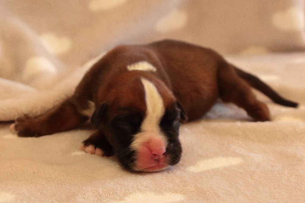 De la Croix de Cazeneuve - Chiots disponibles - Boxer