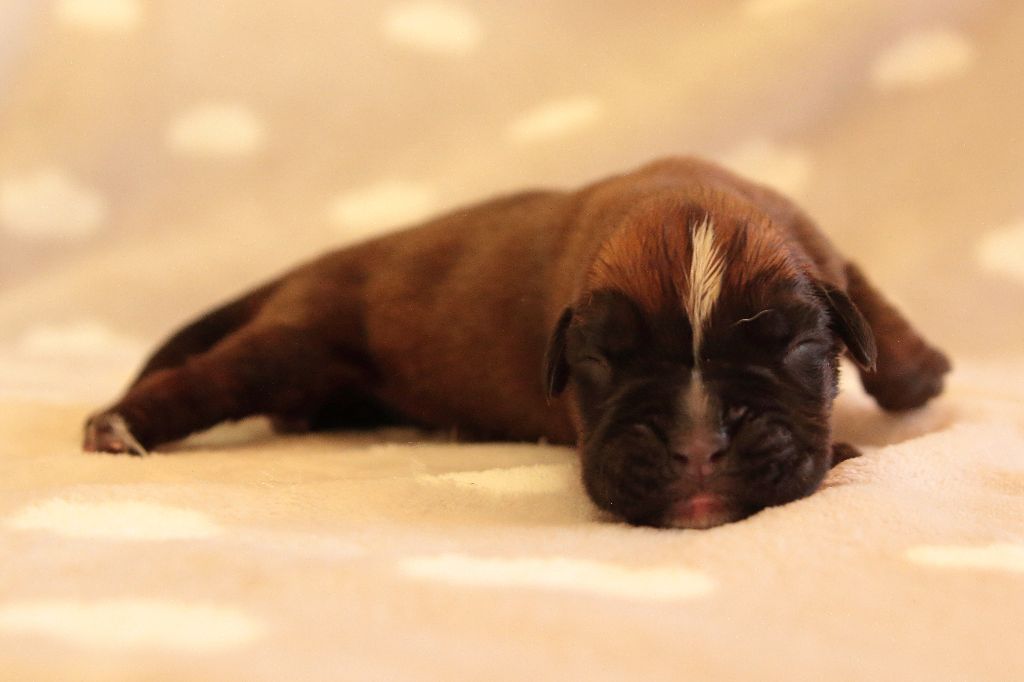 De la Croix de Cazeneuve - Chiots disponibles - Boxer