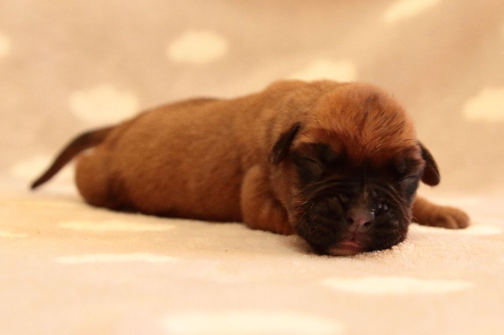 De la Croix de Cazeneuve - Chiots disponibles - Boxer